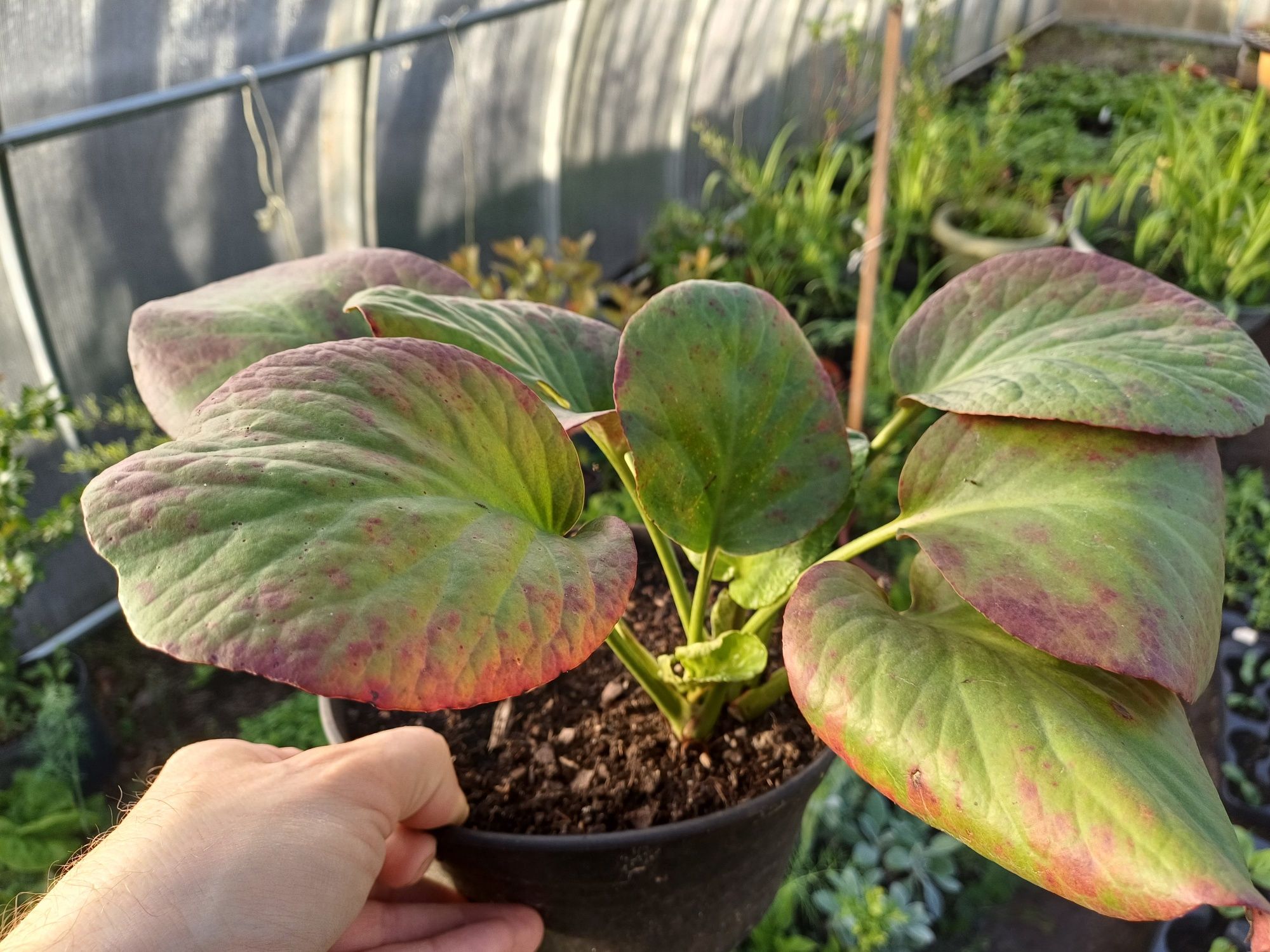 Kwiaty,aksamitka, byliny ,firletka,hosta,jeżówka.