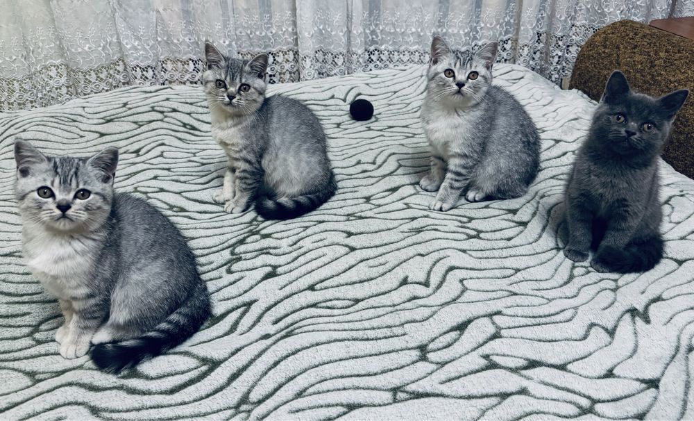 Шотландські кошенята/Scottish fold/straight