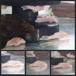 ANCISTRUS L 144 Snow White