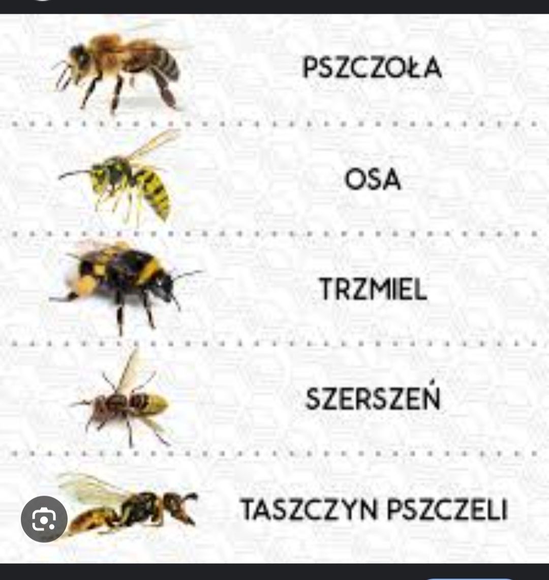 Likwidacja i zwalczanie gniazd os i szerszeni