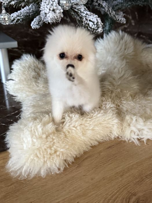 Шпіц , дівчинка 4 міс