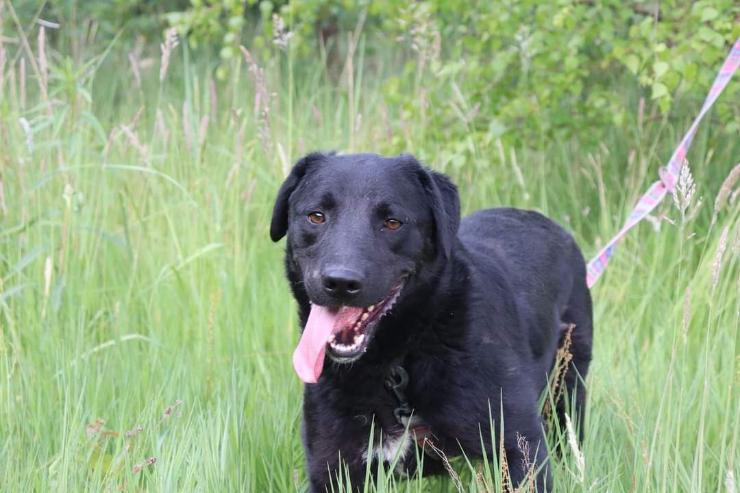 Pies do adopcji, schronisko strzelce, typ labrador