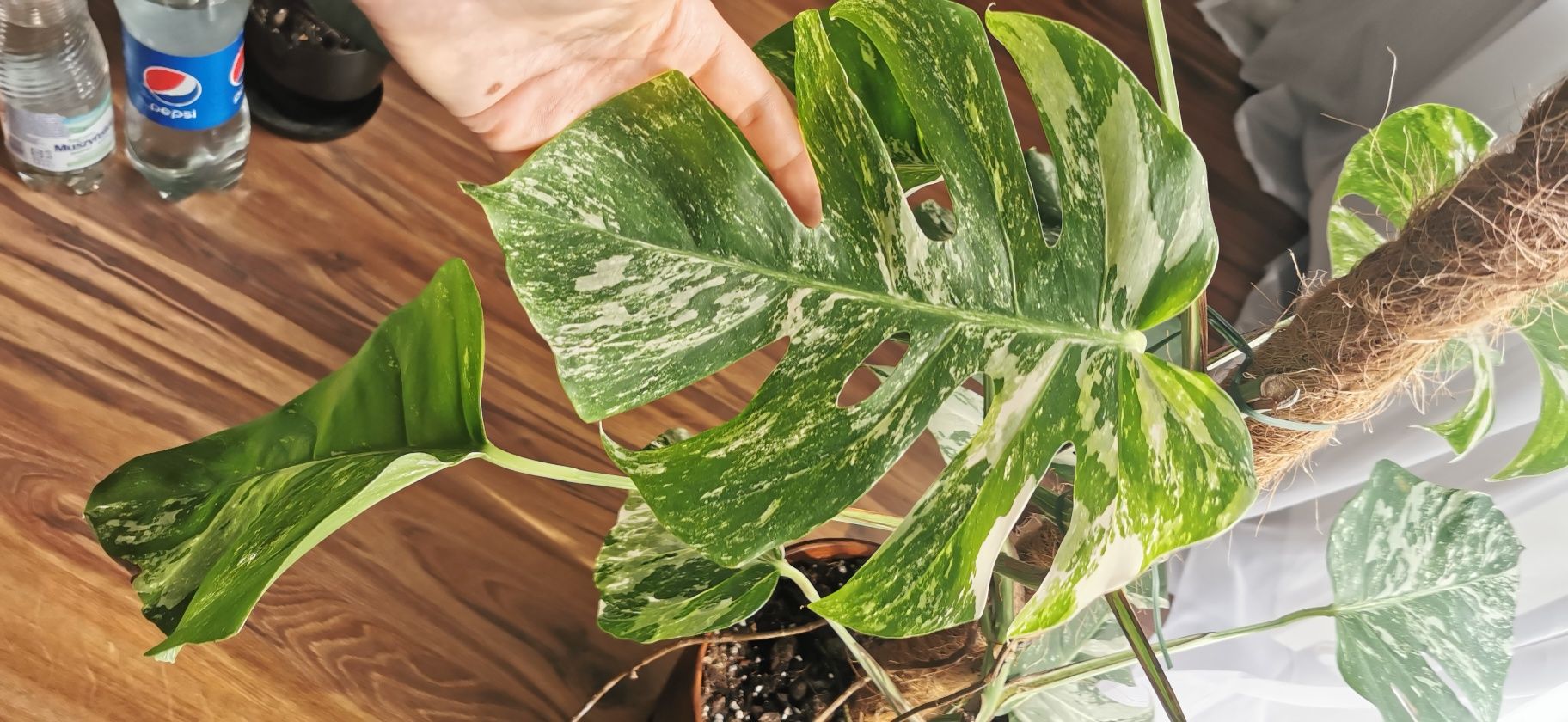 Monstera variegata