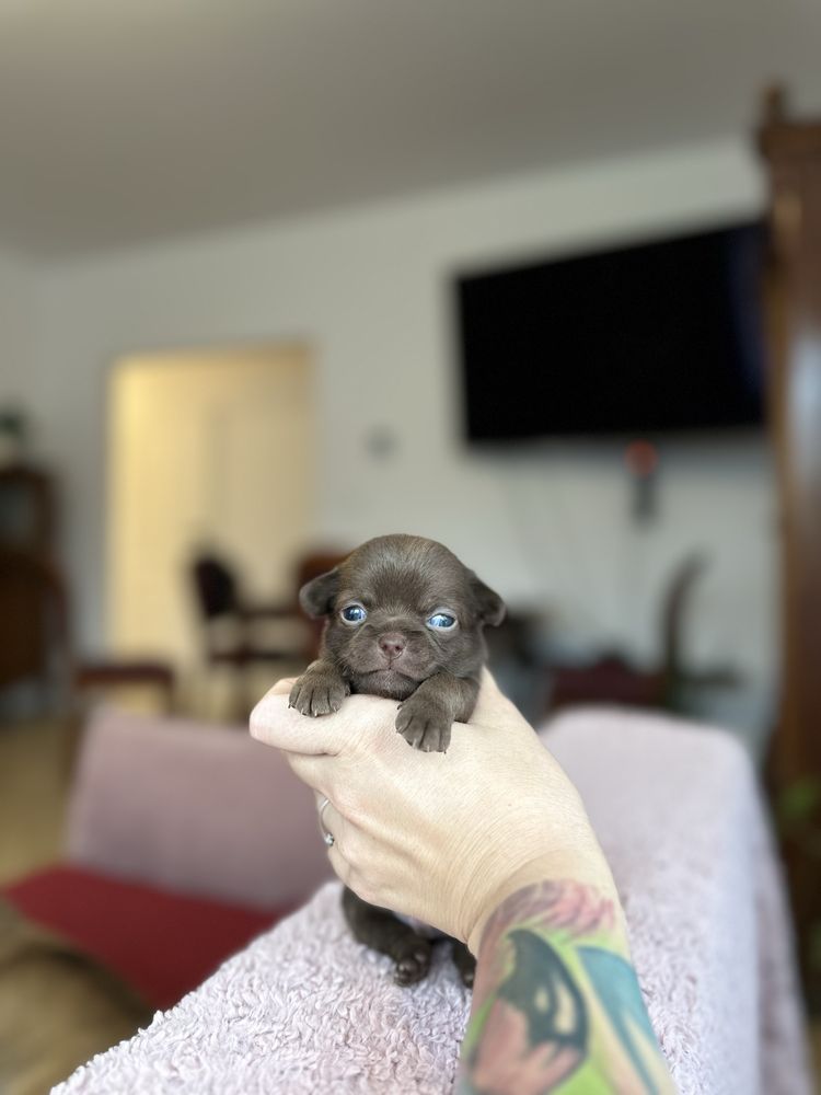 Chihuahua czekoladowy chlopczyk krotkowlosy