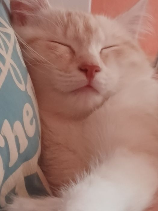 Віддам котика в добрі руки!