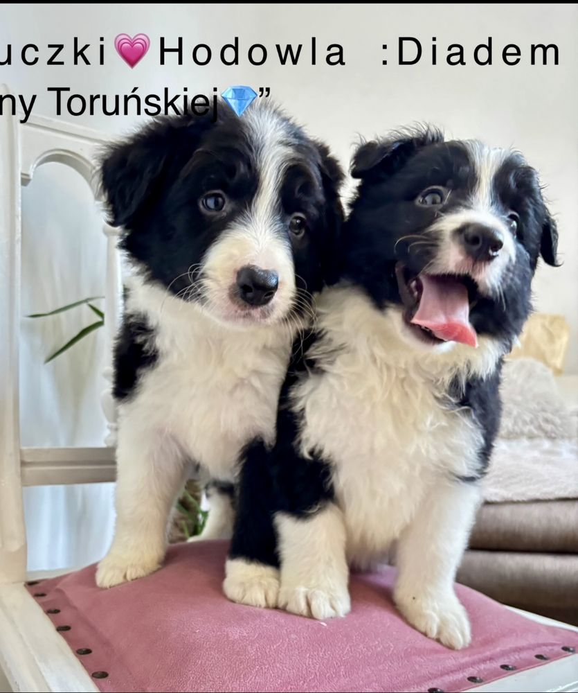 Border collie suczka z rodowodem