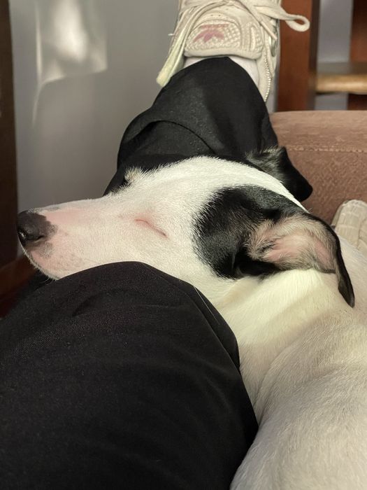 Vendo uma cadelinha de 1 ano