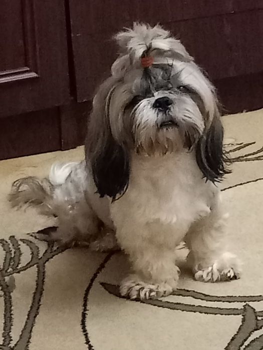 В'язка шитцу хлопчик