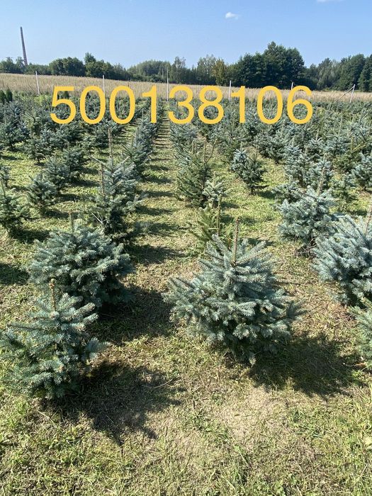 Świerk srebrny jodła koreańska Nasielsk 05 190