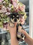 Bucefał / Chihuahua / Piesek / Choco Merle