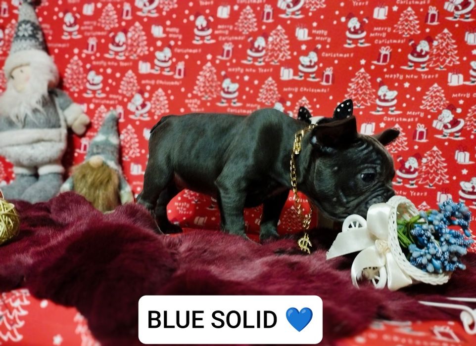 Blue solid,шикарный парень. Доставка по Украине и Европе.