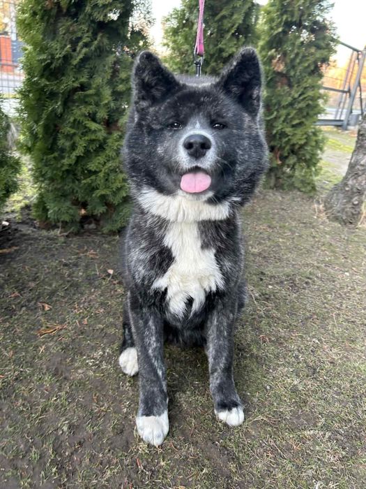 Akita - pręgowane szczenię na sprzedaż ZKWP / FCI