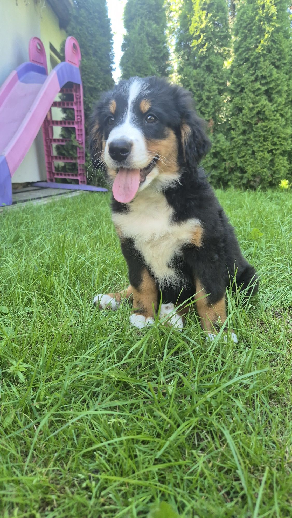 Bernejski pies pasterski