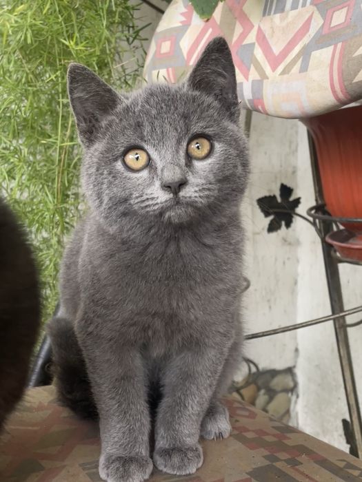 віддам котиків у добрі руки