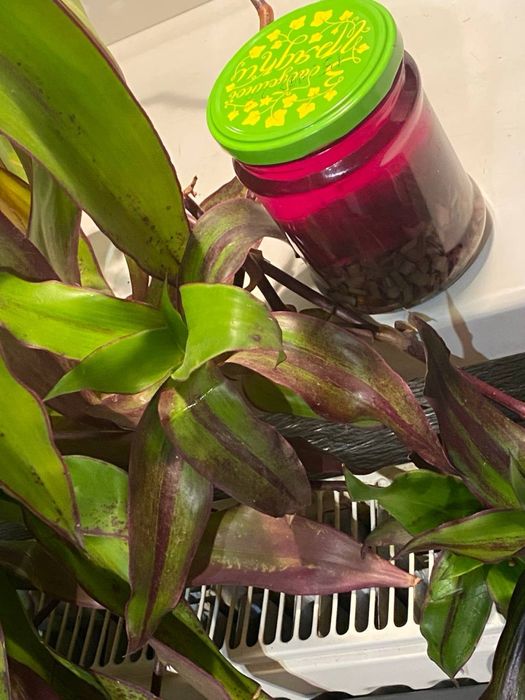 Продам золотий вус