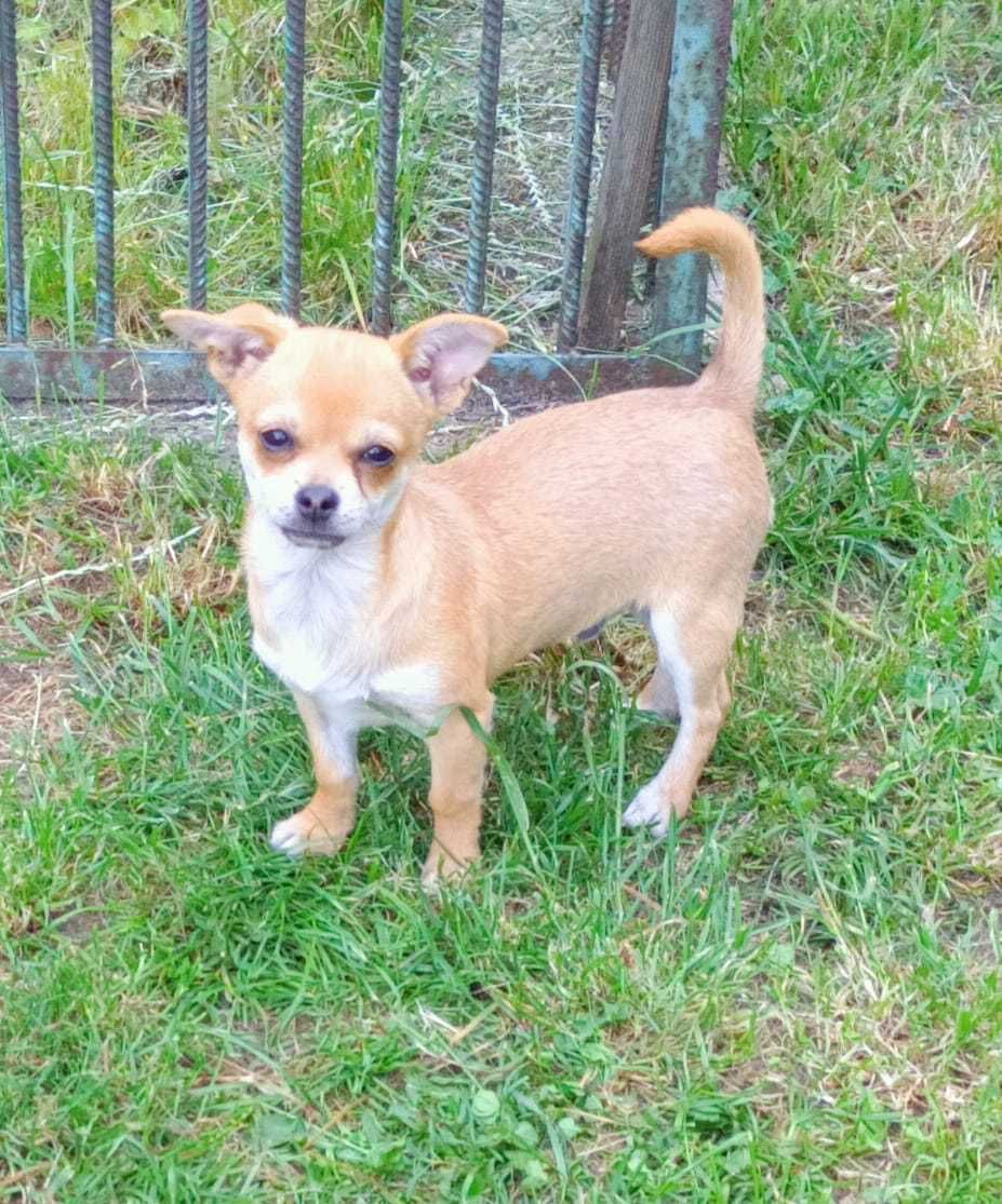 Chihuahua krótkowłosy odchowany śliczny piesek gotowy do odbioru!