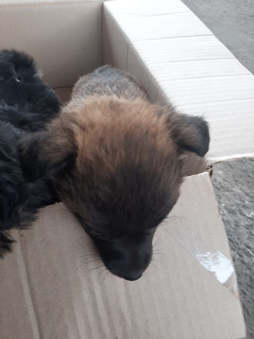 Песики невеликої породи