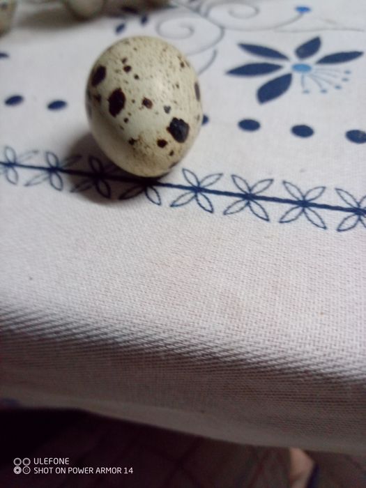 Ovos de codorniz