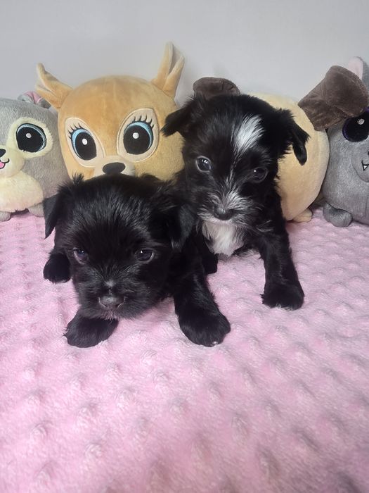 Sliczny piesek yorkshire terrier
