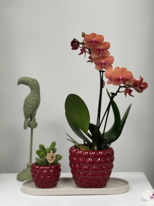 Подарункові набори, орхідеї, вазони