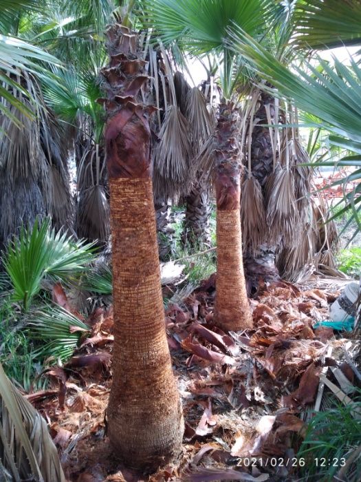 Palmeiras Washingtonia robusta de 1 a 10 metros de tronco XL