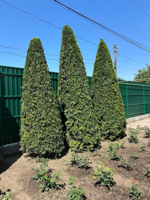 Садовник стрижка растений, приведение в порядок участка.