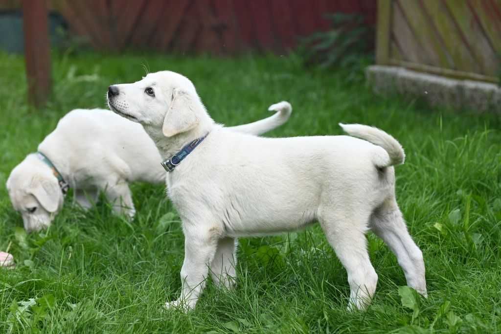 Akbash Dog Turecki Stróż .Rasy Tureckie Akbash Kangal Malakli.