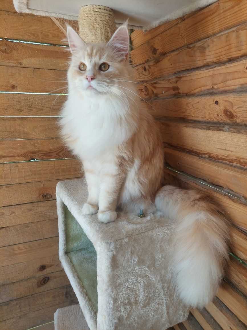 Kotka Maine Coon FPL