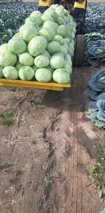 Kapusta, Kapusta szatkowana, Kapusta kiszona, główka kapusty