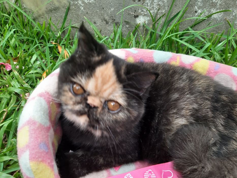 Gatinha tartaruga exótica