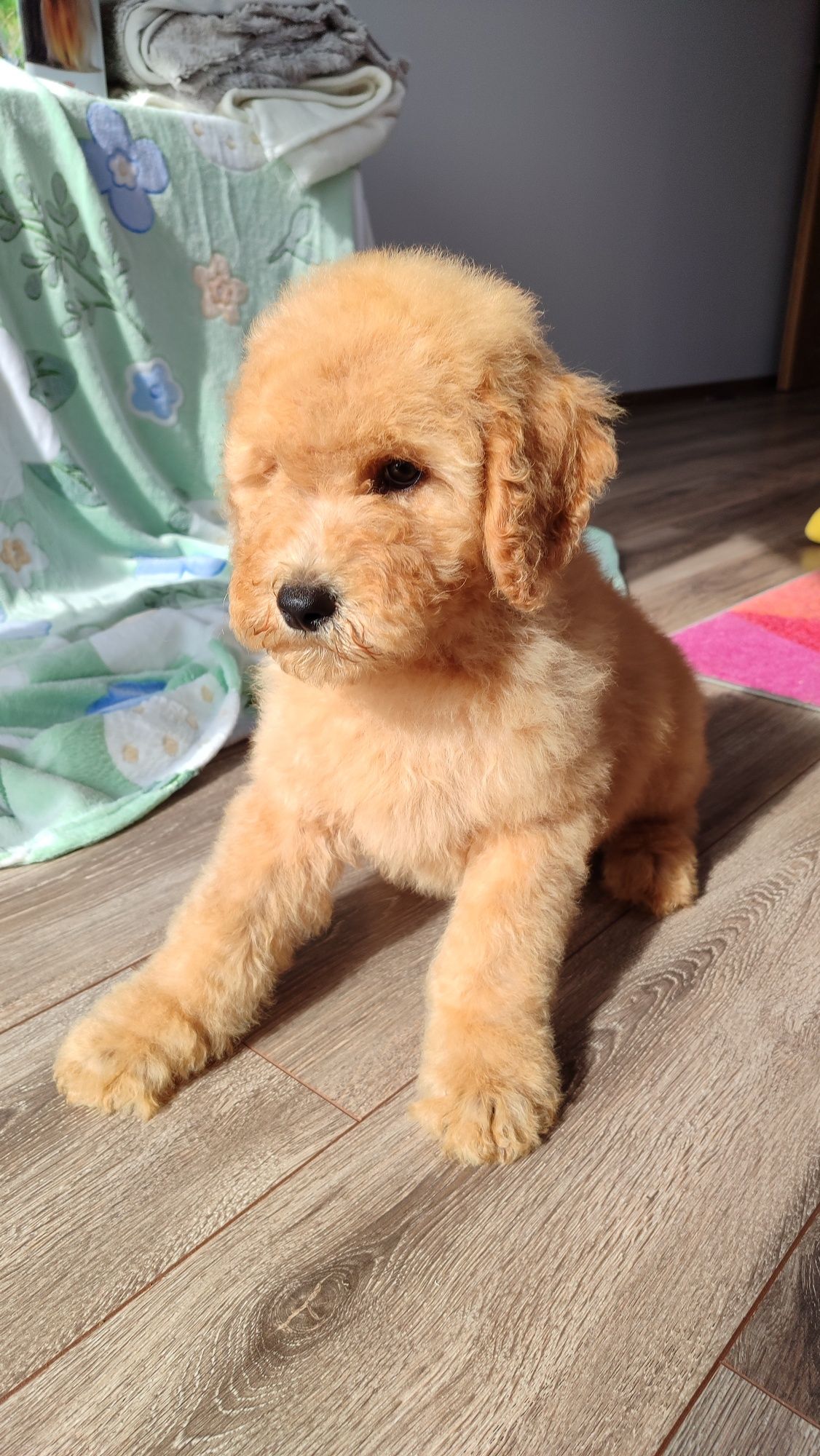 Goldendoodle F1b