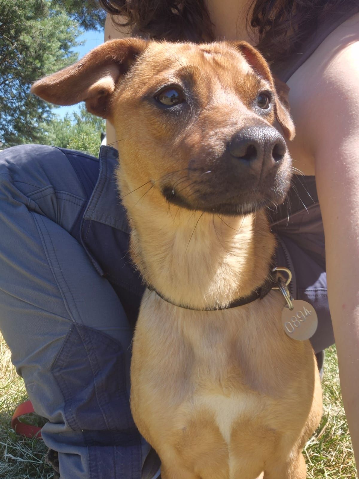 Piękna sarenka Grażka czeka właśnie na Ciebie adopcja DT