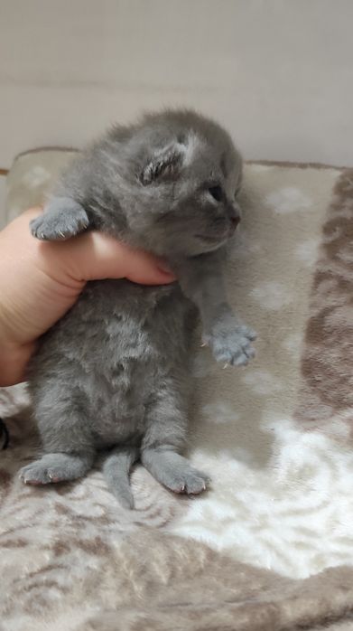 Koty Brytyjskie, rodowód, grudzień odbiór, blue