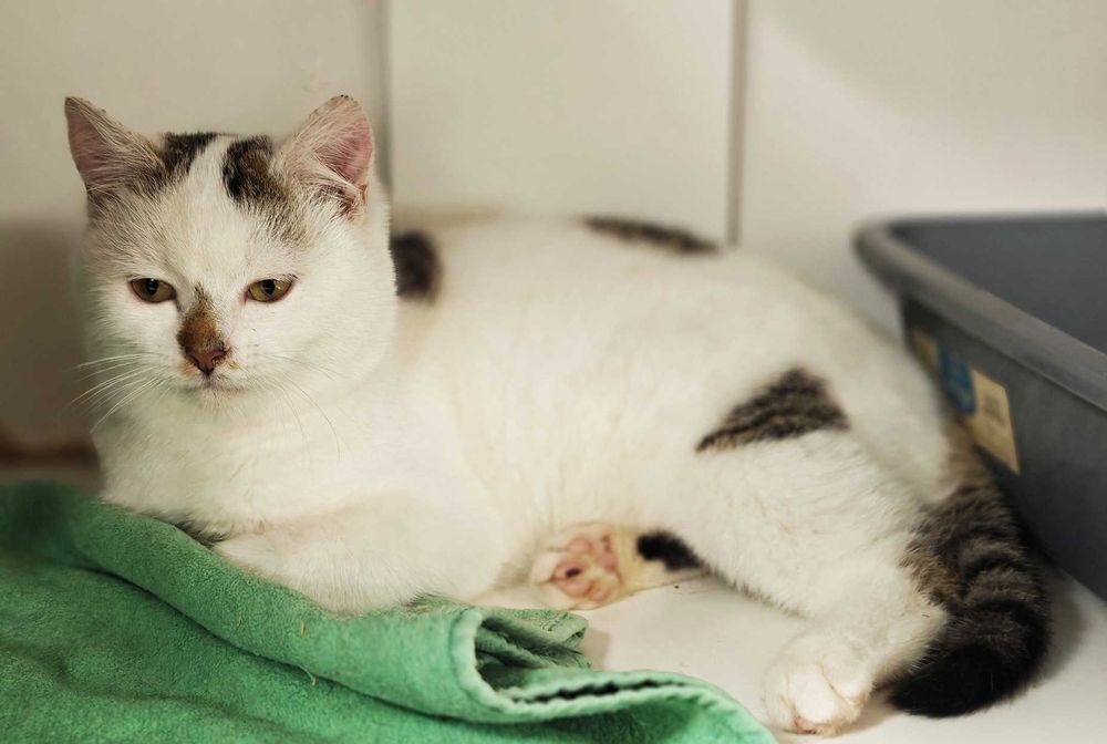 Чудовий ласкавий і ніжний котик-красунчик Нясік (6 міс.). Кастров. Кот