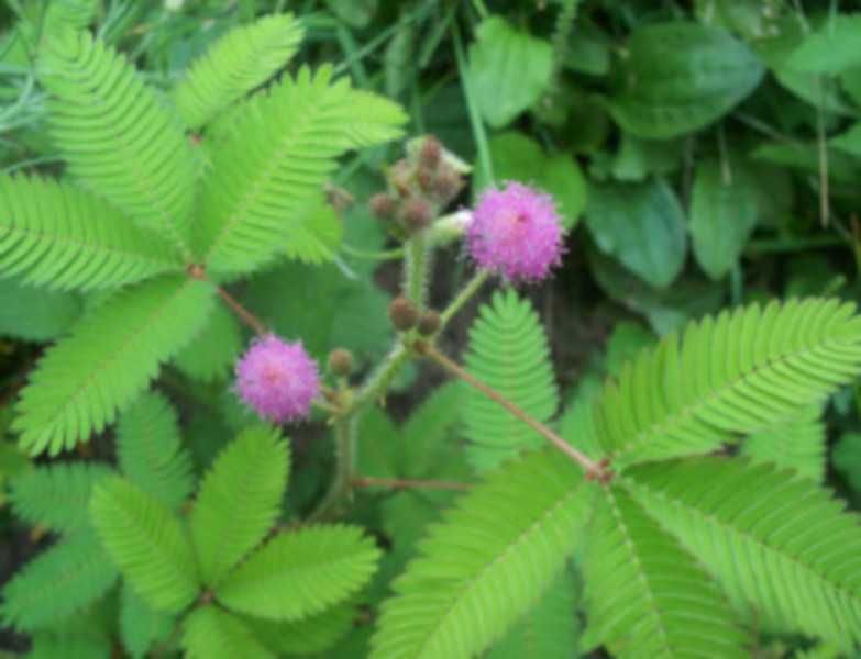 MIMOZA WSTYDLIWA Mimosa - sadzonki w doniczkach