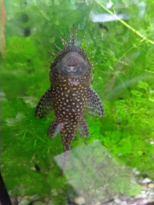 Glonojad - zbrojnik niebieski, Katowice 1000-lecie