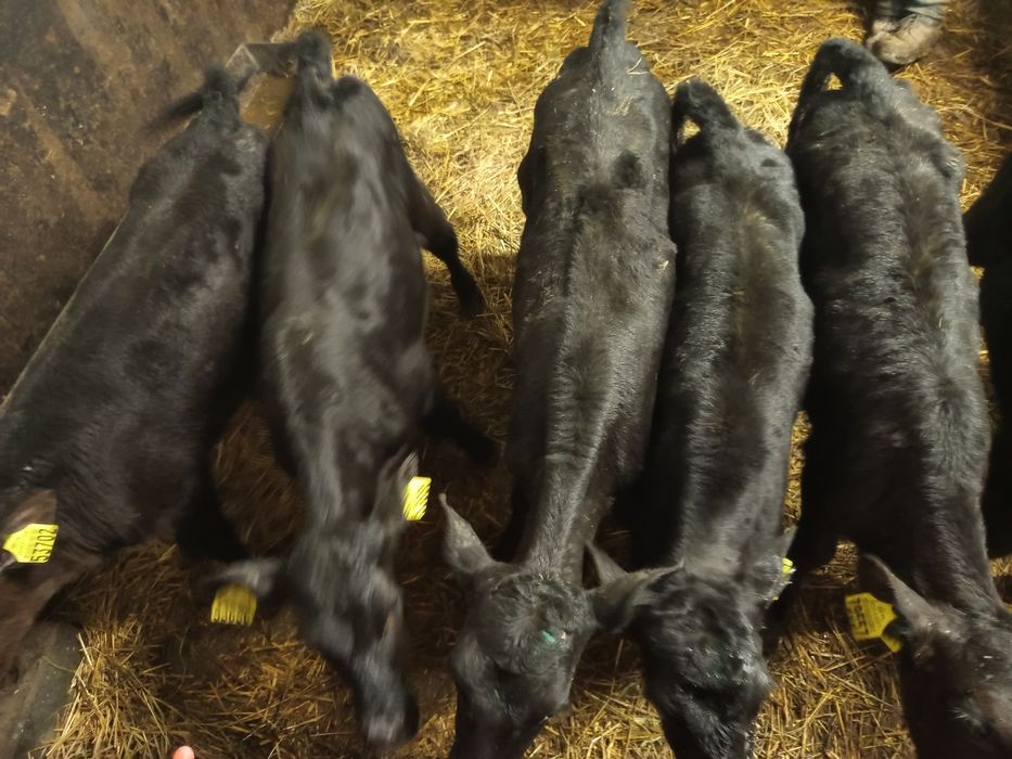 Sprzedam byczki i jałówki  angus itp