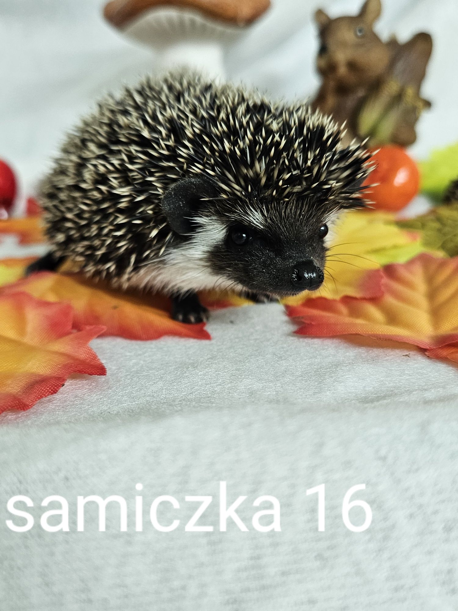 Jeż afrykanski jez pigmejski