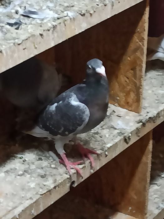 Gołębie rzeszowskie