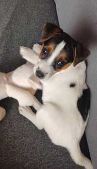 Suczka Jack Russell terrier