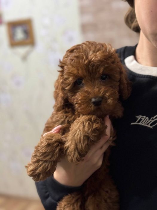 Дівчинка ред той пудель