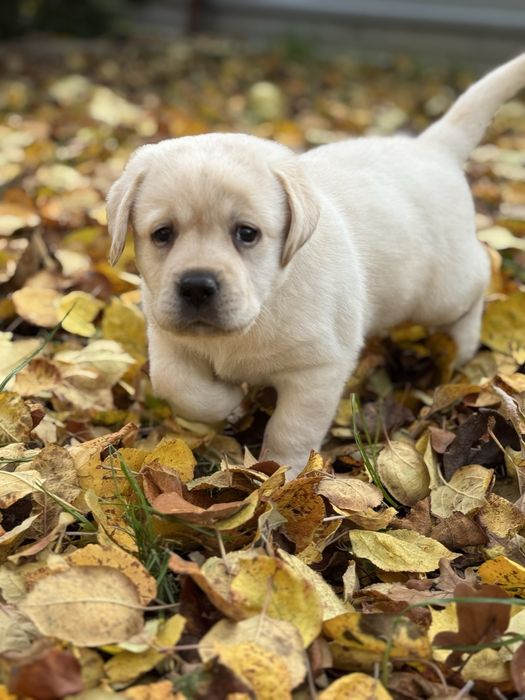З документами хлопчик красунчик