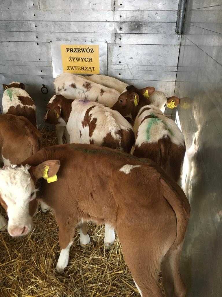 Byczki, cielęta mięsne - transport gratis.