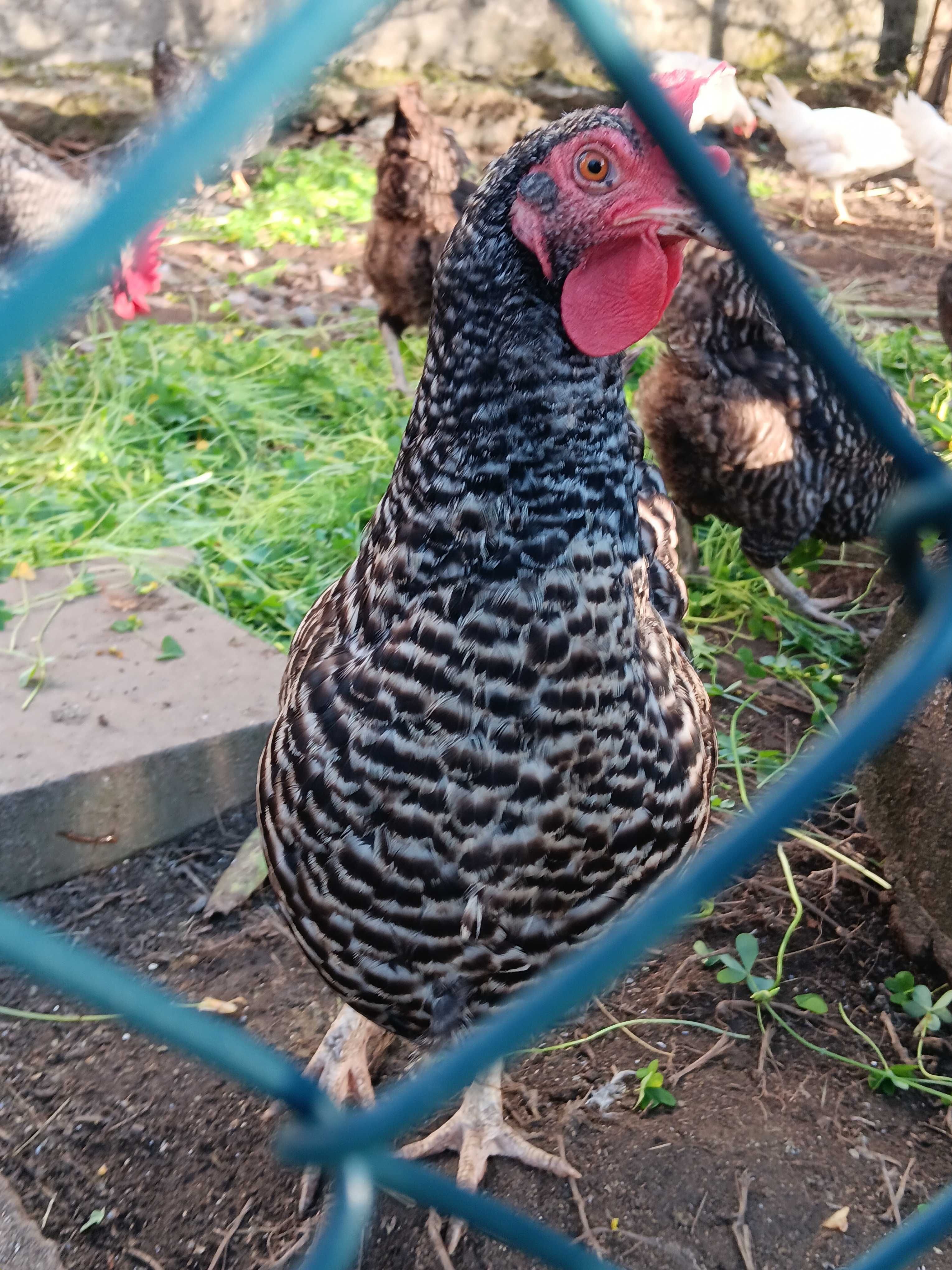 Galo pedres portuguesa