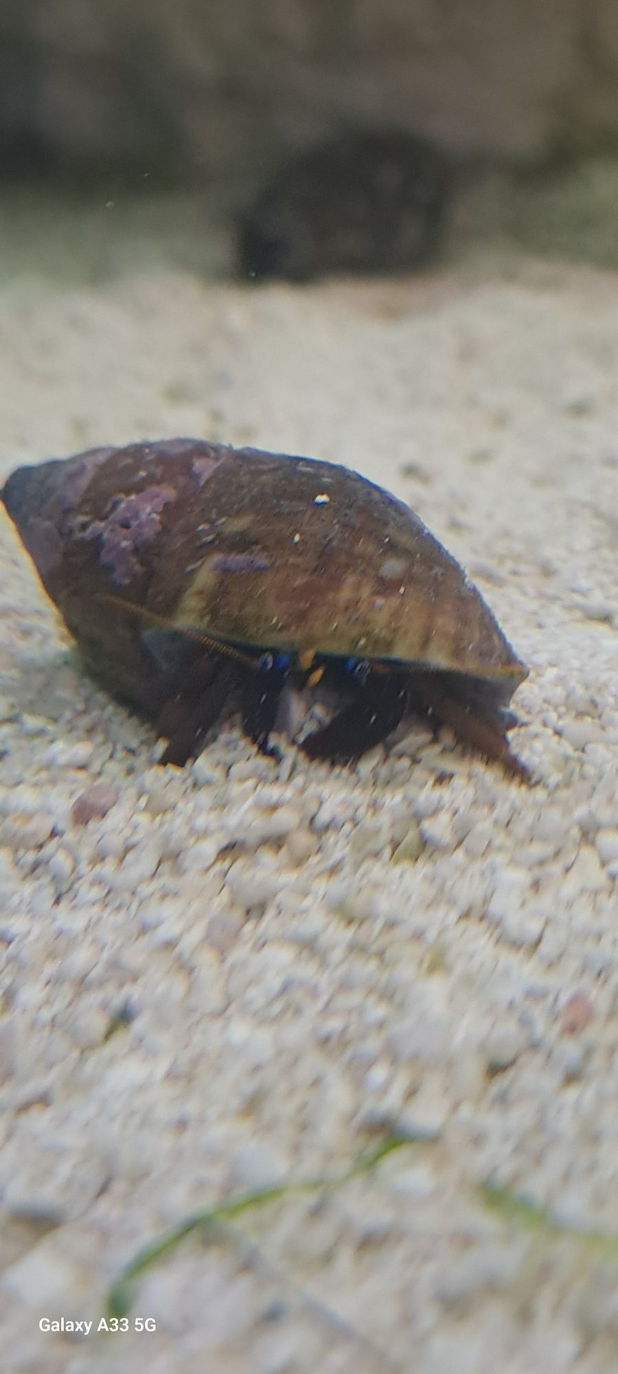 Krab pustelnik -Calcinus sp.