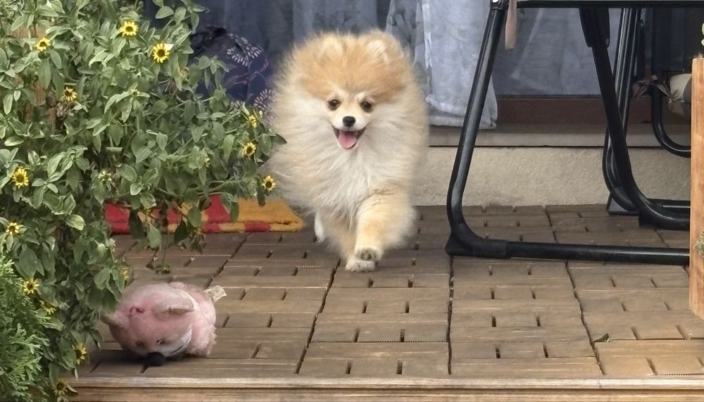 Pomeranian Szpic Miniatura Miniaturowy