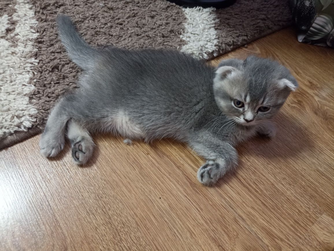 Котики шотландські