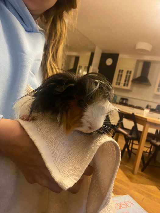 2 świnki morskie wraz z klatką i akcesoriami