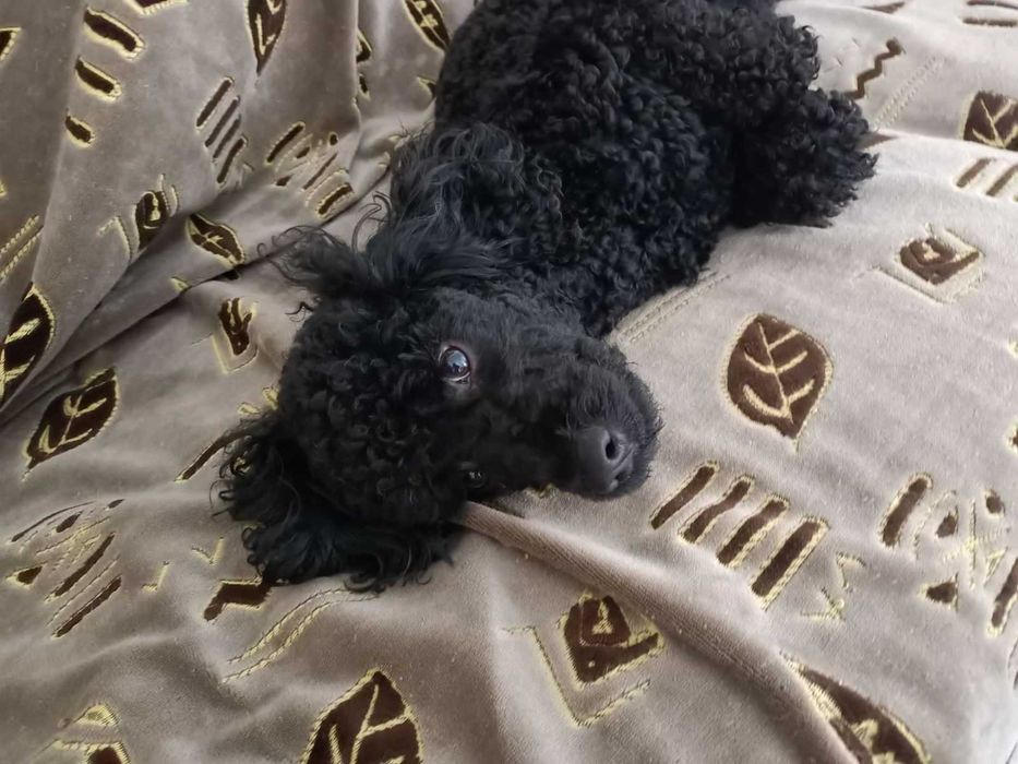 Чудовий хлопчик пудель