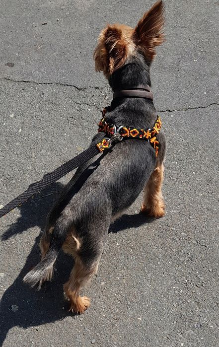 szelki dla małego psa s 25/47 ozdobne sunka ultra